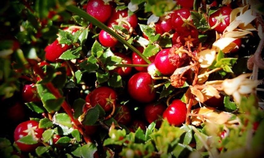 5a17c1f14d3b077f5a43bb1d2f80af94f40e6130