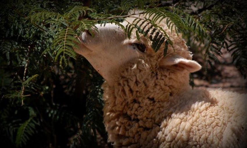 6e40e2a22379c0f4ae7039be485896a9f81136db